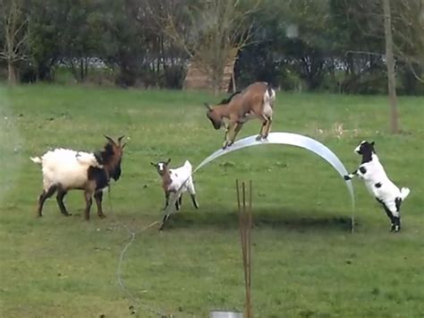 Video of goats balancing on wobbly metal sheet could melt the 